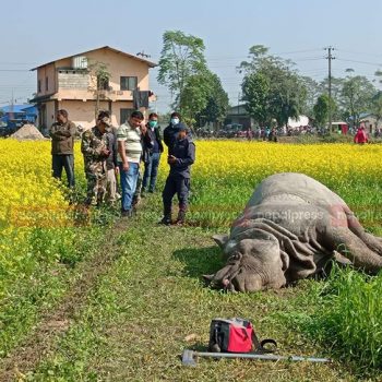 चितवनमा ३ महिनामा ६ गैँडा मरे