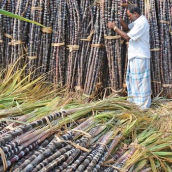 उखुको समर्थन मूल्य निर्धारण प्रतिक्विन्टल २० रुपैयाँले वृद्धि