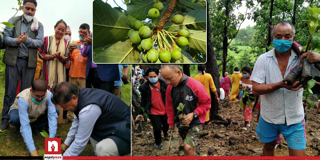 सैनामैनामा एमालेको प्रतिबद्धताः माहुरीको स्रोतकेन्द्र, चिउरीको मह