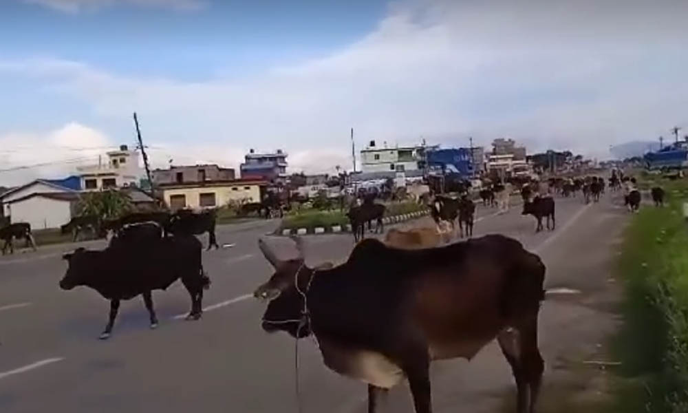 वीरेन्द्रनगरको सडकका डेढ सयभन्दा बढी छाडा चौपाया व्यवस्थापन (भिडिओ)