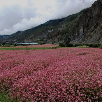 मुगुबाट लोप हुँदै मिठेफापर, संरक्षणमा छैन चासो