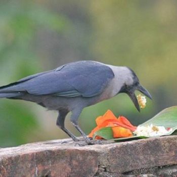 मनाइयो काग तिहार