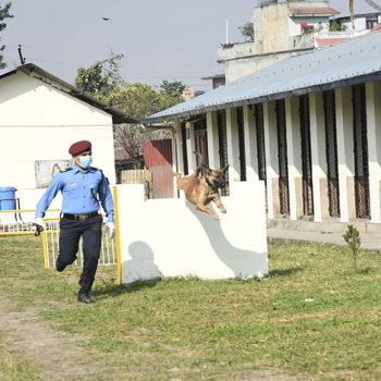 कुकुरले यसरी पत्ता लगाउँछ अपराधी (भिडिओ)