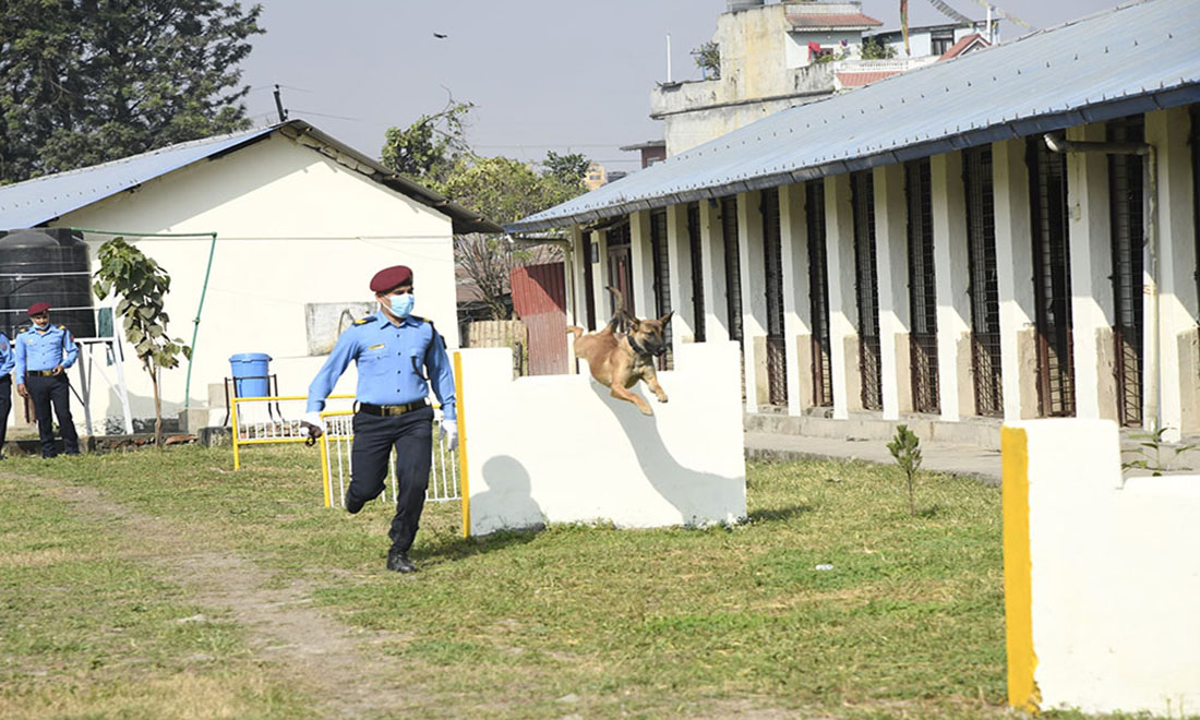 कुकुरले यसरी पत्ता लगाउँछ अपराधी (भिडिओ)