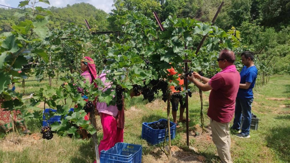 तनहुँको घिरिङमा व्यावसायिक अङ्गुरखेती