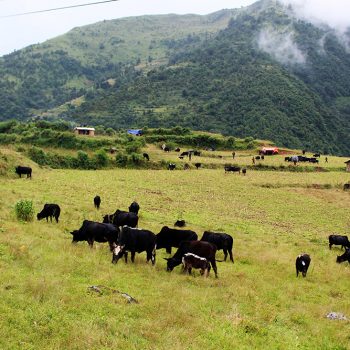 पुर्खाको नियम मान्दै पशुचौपाया लिएर भर्कोबाङ झरे भल्कोटवासी