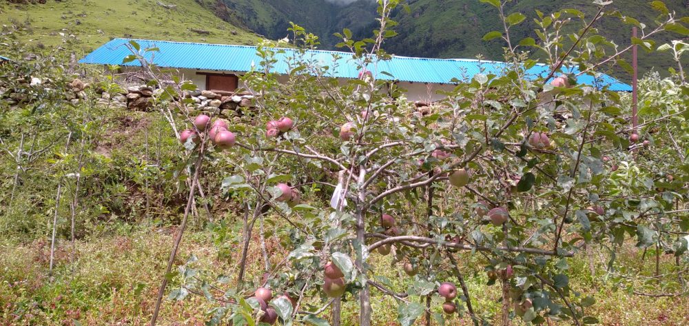 भदौ ५ अगावै स्याउ नटिप्न आग्रह