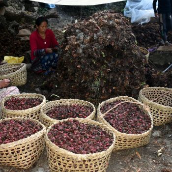 अलैँचीको मूल्य उच्च विन्दुमा, किसान उत्साहित