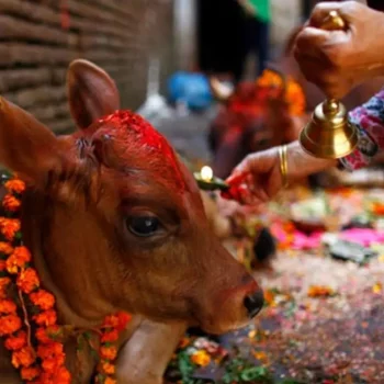 कात्तिक शुक्ल प्रतिपदा : गाई पूजा