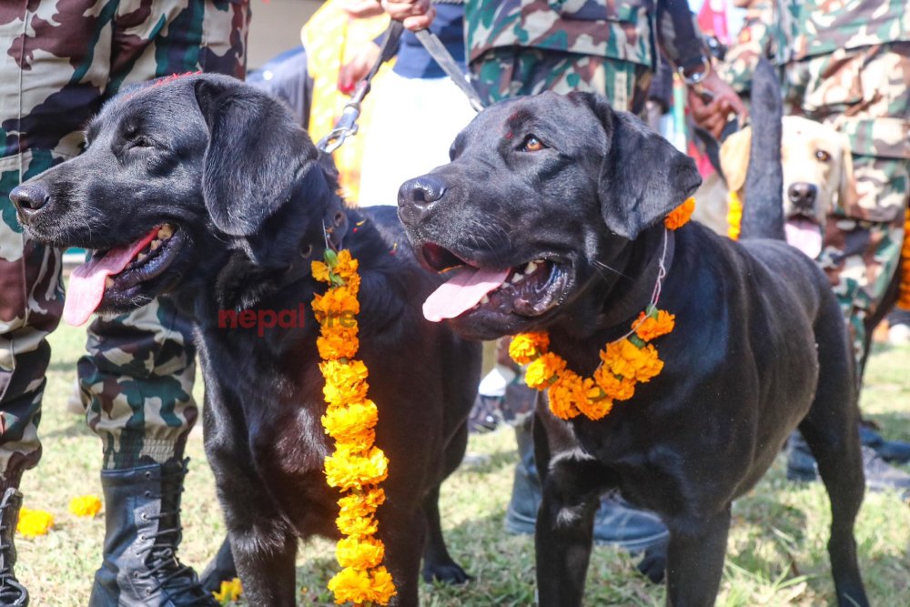 कुकुर तिहार पनि आजै