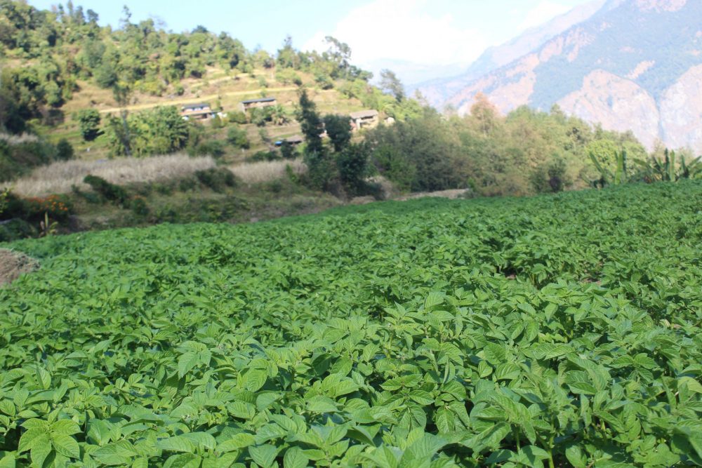 आलुको ‘ब्राण्डिङ’ गर्दै गण्डकी प्रदेश: बीउदेखि बजारीकरणसम्म किसानलाई अनुदान