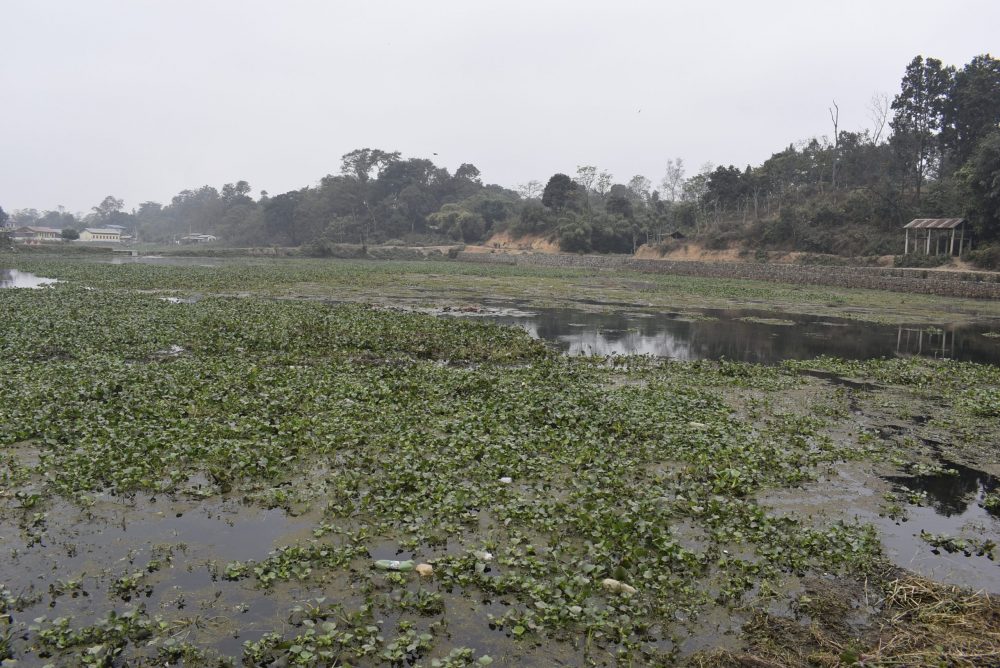 टरुवा तालको सौन्दर्य खोस्यो जलकुम्भीले