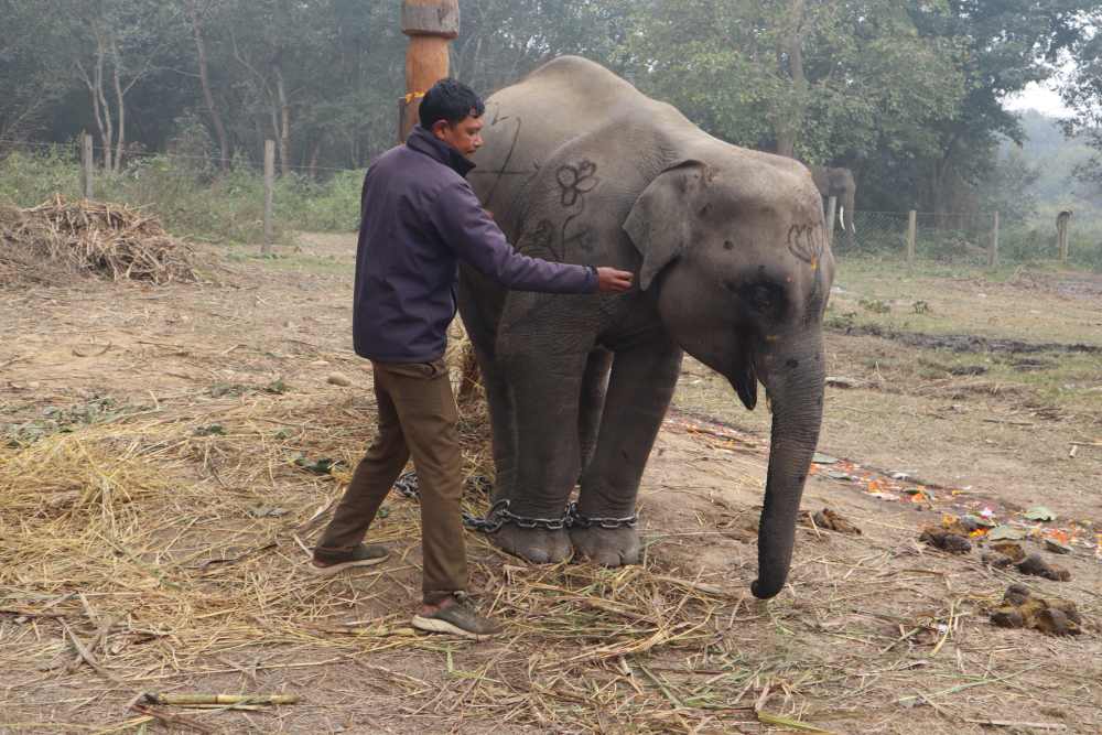 शुक्लाफाँटाको गजराज ‘शेषचन्द्र’ले अब पर्यटक घुमाउने