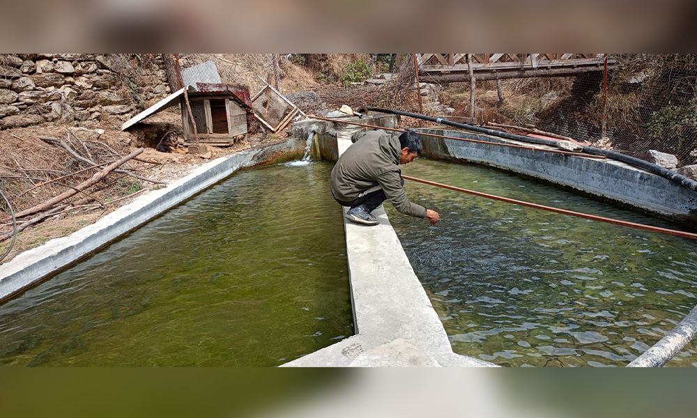 वैदेशिक रोजगारीबाट फर्किएर माछापालन, मासिक डेढ लाख आम्दानी