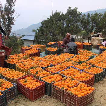 वार्षिक पाँच करोडसम्म सुन्तालाको कारोबार गर्छन् फणिनारायण