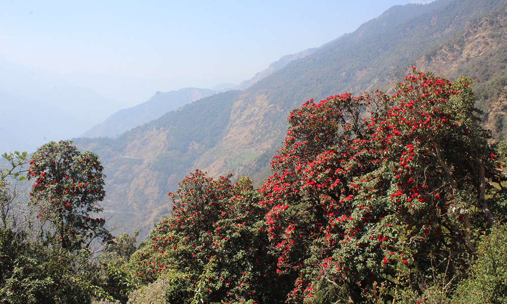 टोड्केमा ढकमक्क लालीगुराँस, घुम्न जाँदा पाइन्छ सागसब्जी कोशेली