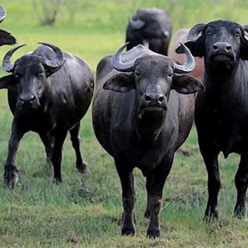 सरकारले प्रशोधित भैँसीको मासु चीन निर्यात गर्ने