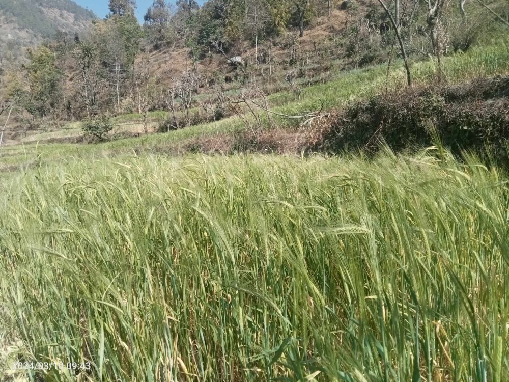 धार्मिक र पौष्टिक महत्वको जौँ बाली लोप हुँदै