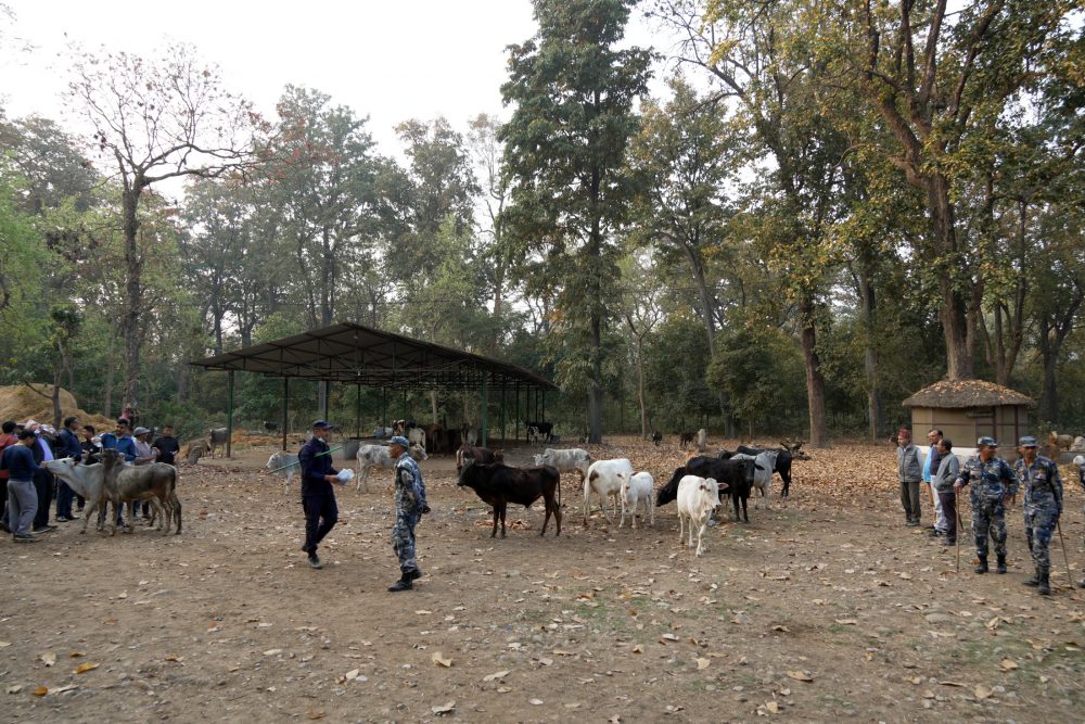 बुटवलमा छाडा चौपाया व्यवस्थापन सुरु, एकैदिन ४ सय गाईगोरु गौशाला पुर्‍याइए