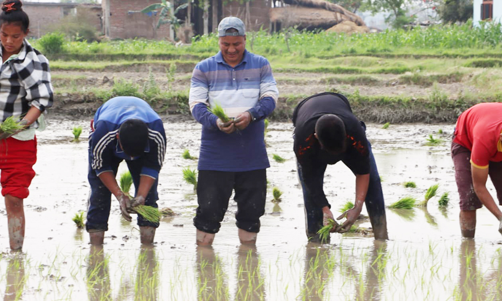 कपिलवस्तुमा धान रोप्न व्यस्त विप्लव (भिडिओ)