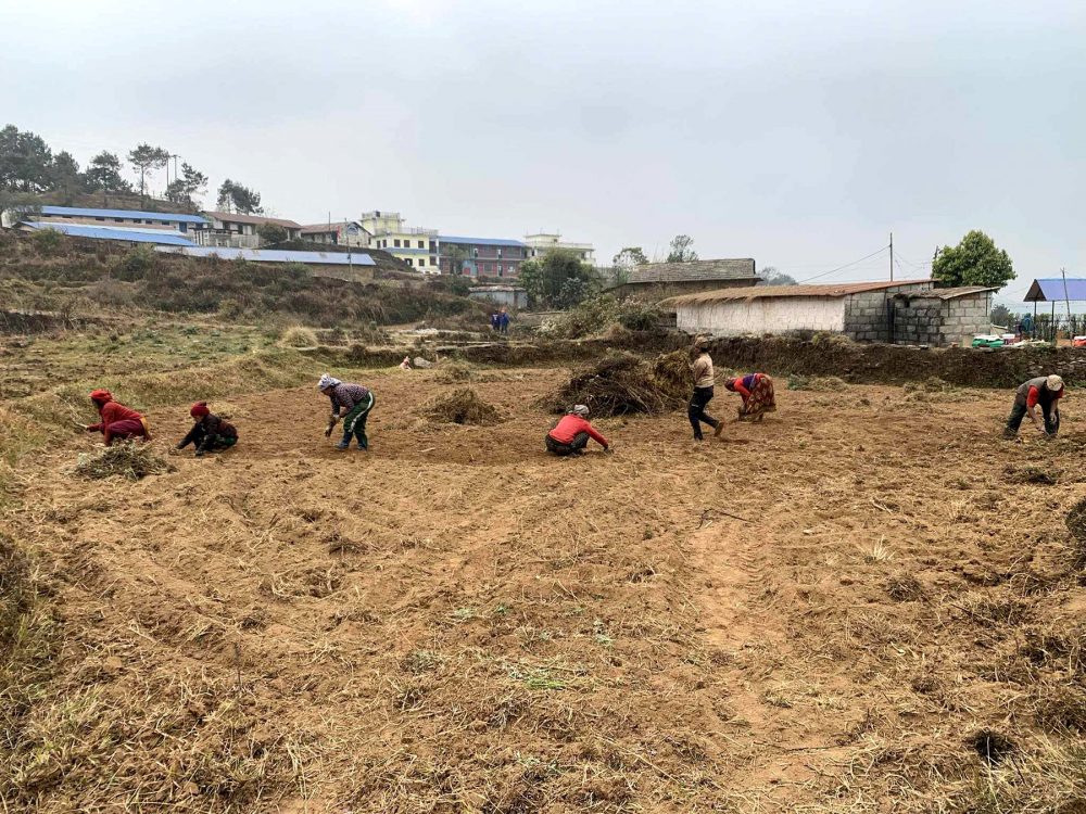 बाँझो जमिनमा खेती गराउँदै कुश्मा नगरपालिका