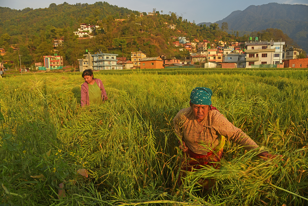 किसानलाई कामको चटारो (तस्बिरहरु)