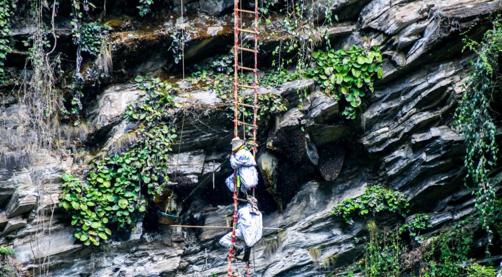 आयआर्जन र पर्यटन प्रवर्द्धनको माध्यम बन्दै मह सिकार