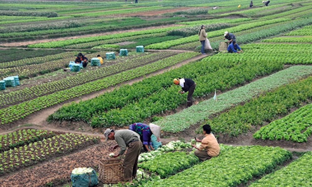 झापामा खेतीयोग्य जमिन घटेपनि उत्पादनमा वृद्धि