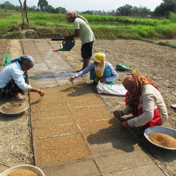 बाली लगाउने बेला सधैँ बीउकै चिन्ता