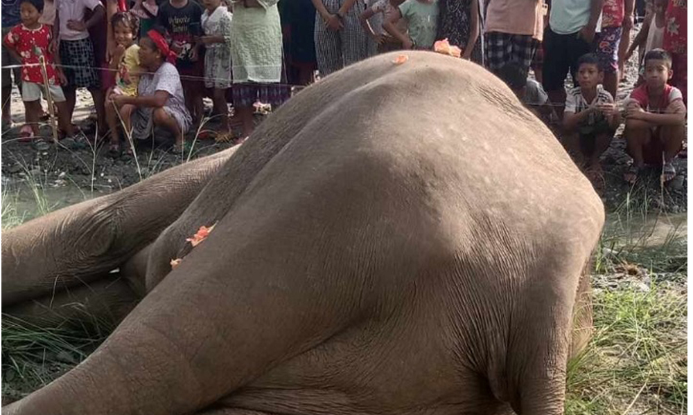 खोला किनारमा मत्ता हात्ती मृत भेटियो