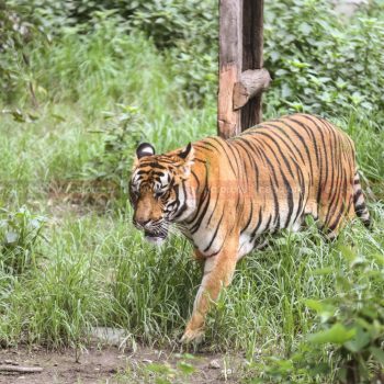 चितवनमा बाघले निल्यो चराउन लगेका ८ बाख्रा