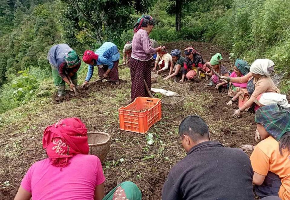 बागलुङमा आलुखेती विस्तार: एक अर्ब बढीको उत्पादन