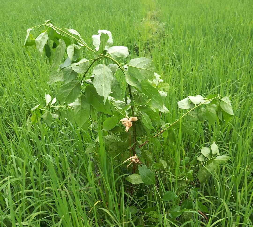 लोप हुँदै हरेलो संस्कृति