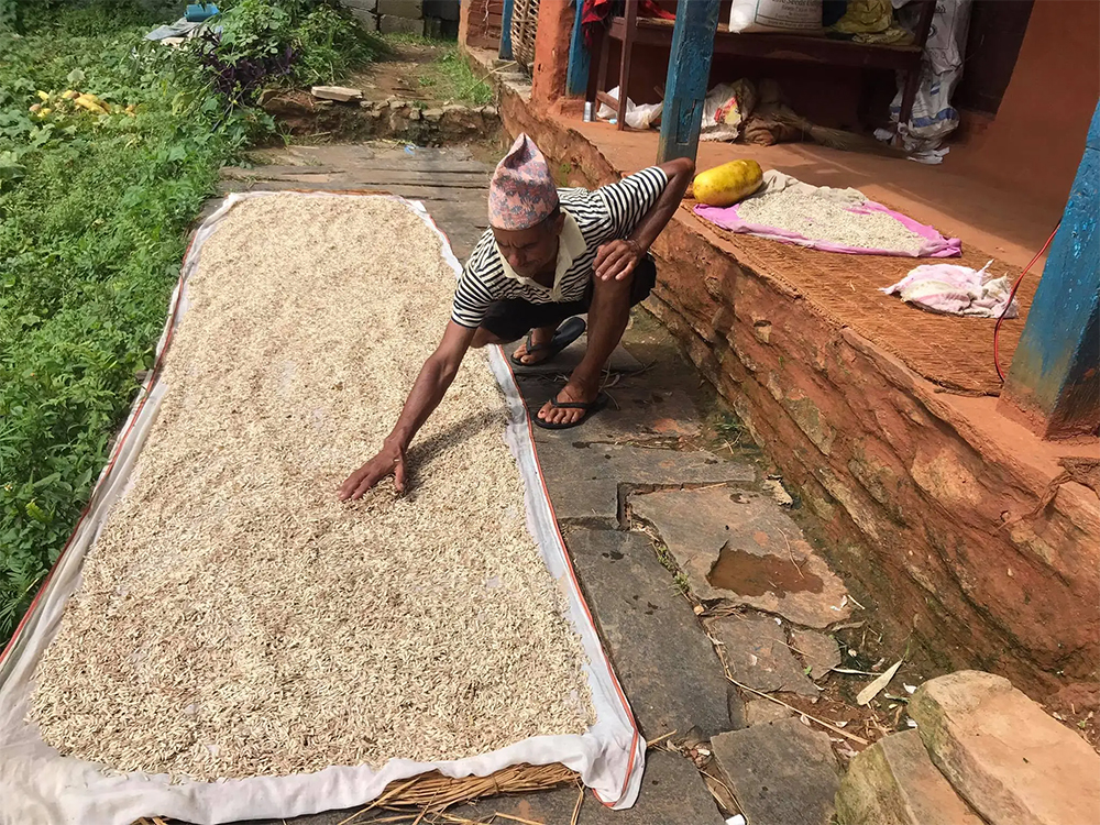 काँक्रोको बीउ बेचेर दुई करोड आम्दानी