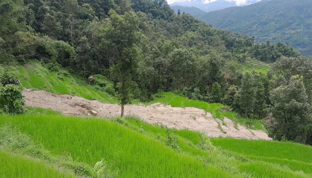 पहिरोले धानबालीसहित खेत बगायाे