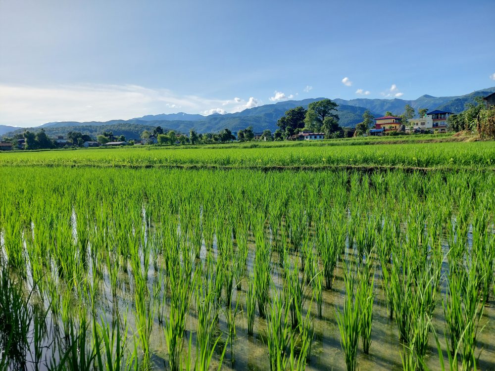 नवलपरासी पूर्वका अधिकांश स्थानमा सकियो रोपाइँ