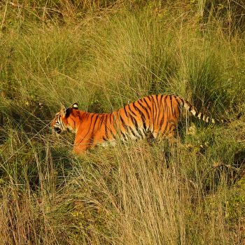 बस्तीमा बाघ देखिएको सूचनापछि भरतपुरमा वडाले गरायो सर्वसाधारणलाई सचेत