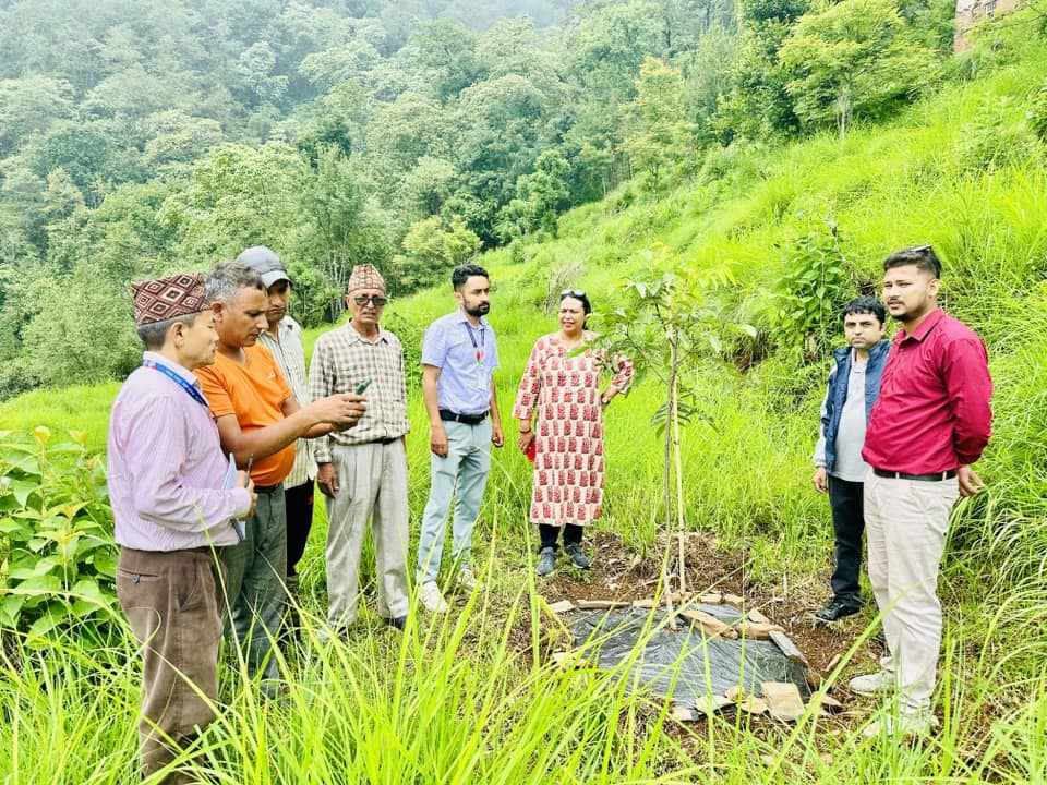 बाँदरबाट हैरान पर्वतका किसान व्यावसायिक ओखरखेतीमा