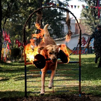 कुकुर तिहारमा ‘फौजी कुकुर’ को कला (तस्बिरहरु)