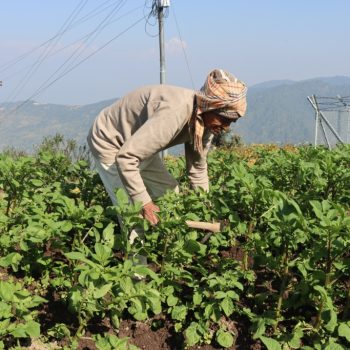 ९० वर्षको उमेरमा कृषि र पशुपालनमा सक्रिय छन् तारादत्त