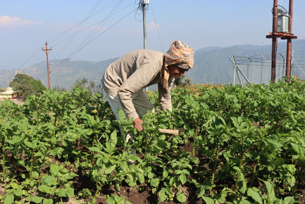 ९० वर्षको उमेरमा कृषि र पशुपालनमा सक्रिय छन् तारादत्त