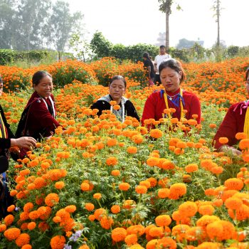 लुम्बिनीमा ९० प्रतिशत फूल आन्तरिक उत्पादनबाट धानिँदै, भारतबाट आउने मालासँग प्रतिस्पर्धा गर्न चुनौती