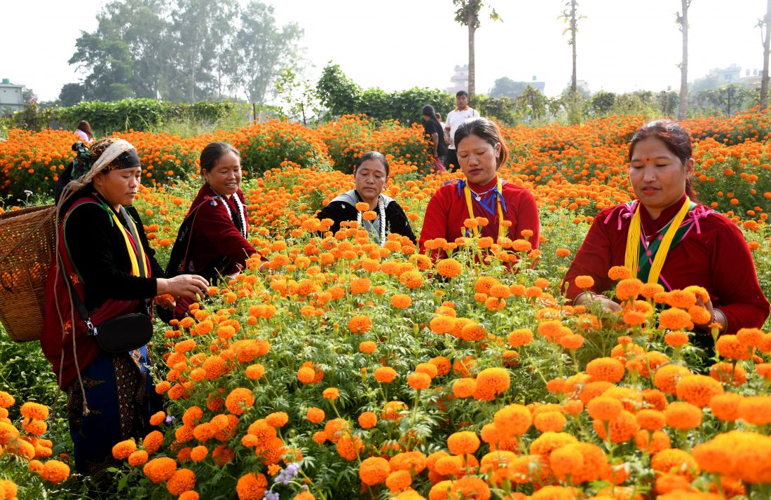 लुम्बिनीमा ९० प्रतिशत फूल आन्तरिक उत्पादनबाट पूर्ति, भारतबाट आउने मालाले चुनौती