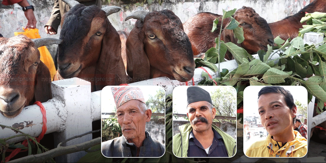 महानगरका कर्मचारीले खसी फुकाइदिए, तीनवटा हराएकाे भन्दै कालबहादुरकाे आक्राेश (भिडिओ)