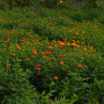 अविरल वर्षाबाट १५ करोड बराबरको फूलखेतीमा नोक्सान, तिहारमा फूलकाे मूल्य बढ्ने