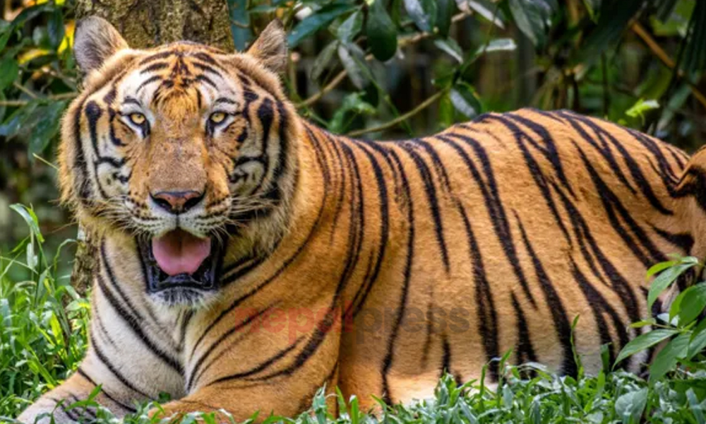 बर्ड फ्लू आतंकले भियतनामी चिडियाखानाका करिब ५० बाघ र सिंह मरे