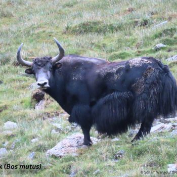 शे–फोक्सुन्डो राष्ट्रिय निकुञ्जमा भेटियो दुर्लभ जङ्गली याक