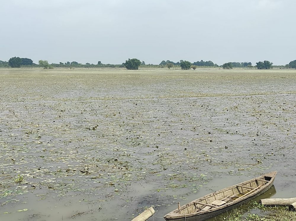 बाढीप्रभावित किसानको गुनासो- स्याहार्ने बेलाको धान बाढीले लग्यो, अब के गर्ने थाहा छैन