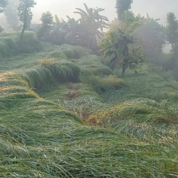 असिनाले धानबाली नष्टहुँदा कृषक चिन्तित