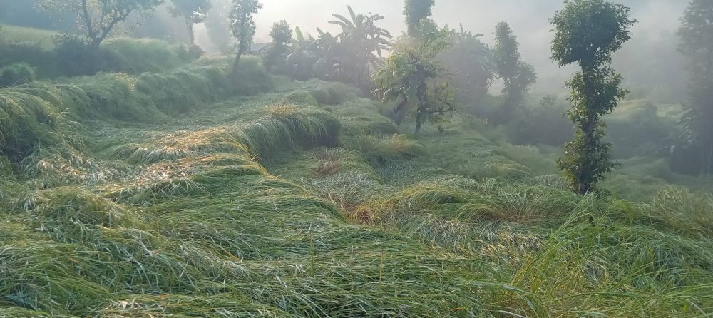 असिनाले धानबाली नष्टहुँदा कृषक चिन्तित